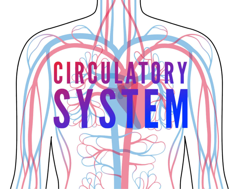 Circulatory System Collection